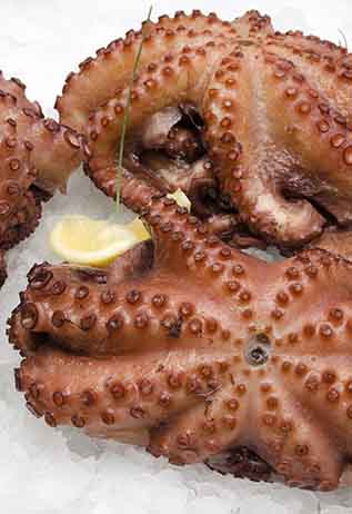 Pulpo